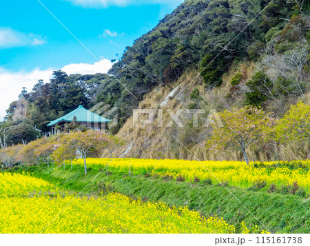 千葉県蛇園出清水の斜面植生の美しい春景色　満開の菜の花 115161738