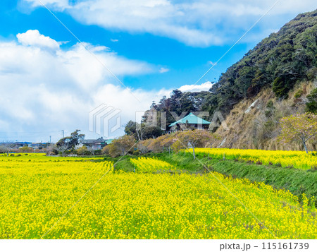 千葉県蛇園出清水の斜面植生の美しい春景色 満開の菜の花 千葉県蛇園出清水の斜面植生の美しい春景色 満開の菜の花 115161739