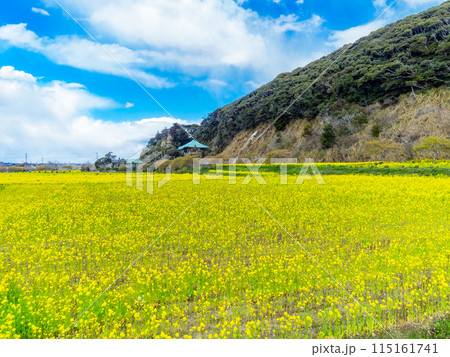 千葉県蛇園出清水の斜面植生の美しい春景色　満開の菜の花 115161741