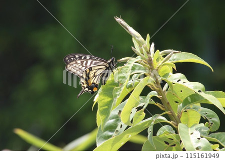 ナミアゲハ（春型） 115161949