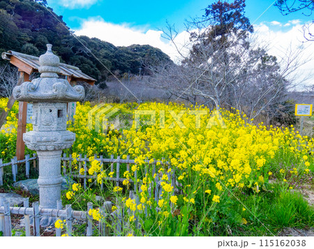 千葉県山王さくら公園の美しい春の景色 満開の菜の花 千葉県山王さくら公園の美しい春の景色 満開の菜の花 115162038