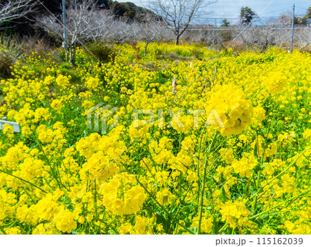 千葉県山王さくら公園の美しい春の景色 満開の菜の花 千葉県山王さくら公園の美しい春の景色 満開の菜の花 115162039