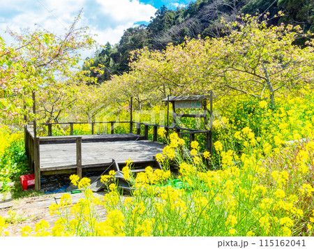 千葉県山王さくら公園の美しい春の景色 満開の菜の花 千葉県山王さくら公園の美しい春の景色 満開の菜の花 115162041