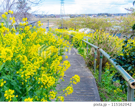 千葉県山王さくら公園の美しい春の景色　満開の菜の花 115162042