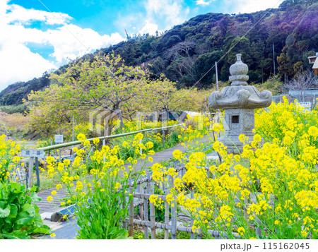 千葉県山王さくら公園の美しい春の景色 満開の菜の花 千葉県山王さくら公園の美しい春の景色 満開の菜の花 115162045