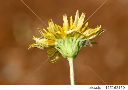 ニホンタンポポ総包片 115162150