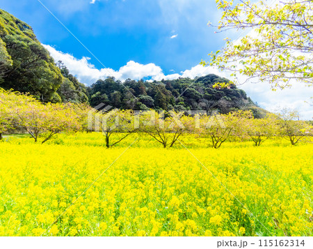 千葉県岩井の堰の美しい春景色 満開の菜の花と河津桜 千葉県岩井の堰の美しい春景色 満開の菜の花と河津桜 115162314