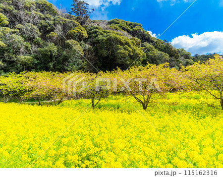 千葉県岩井の堰の美しい春景色　満開の菜の花と河津桜 115162316