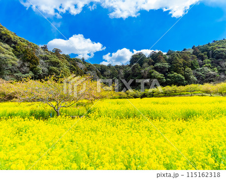 千葉県岩井の堰の美しい春景色 満開の菜の花と河津桜 千葉県岩井の堰の美しい春景色 満開の菜の花と河津桜 115162318