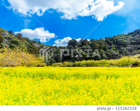 千葉県岩井の堰の美しい春景色 満開の菜の花と河津桜 千葉県岩井の堰の美しい春景色 満開の菜の花と河津桜 115162319