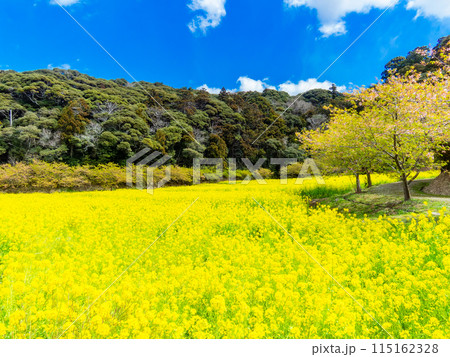千葉県岩井の堰の美しい春景色　満開の菜の花と河津桜 115162328