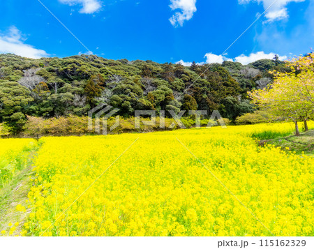 千葉県岩井の堰の美しい春景色　満開の菜の花と河津桜 115162329