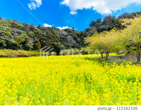 千葉県岩井の堰の美しい春景色 満開の菜の花と河津桜 千葉県岩井の堰の美しい春景色 満開の菜の花と河津桜 115162330