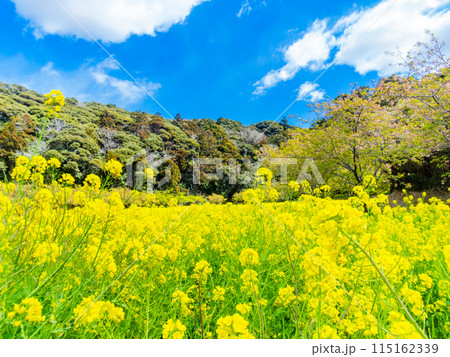 千葉県岩井の堰の美しい春景色 満開の菜の花と河津桜 千葉県岩井の堰の美しい春景色 満開の菜の花と河津桜 115162339