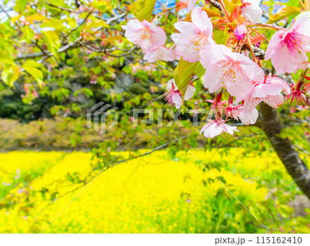 千葉県岩井の堰の美しい春景色　河津桜と満開の菜の花 115162410
