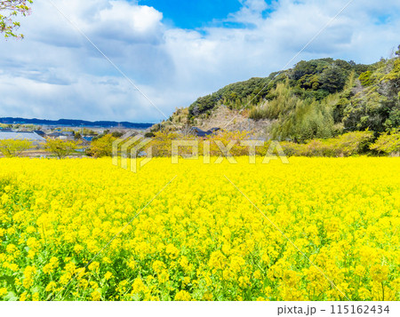 千葉県岩井の堰の美しい春景色　満開の菜の花と河津桜 115162434