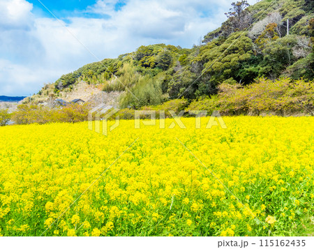 千葉県岩井の堰の美しい春景色　満開の菜の花と河津桜 115162435