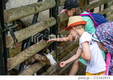little boy with care feeds the goat Environmentally friendly product on the farm 115162655