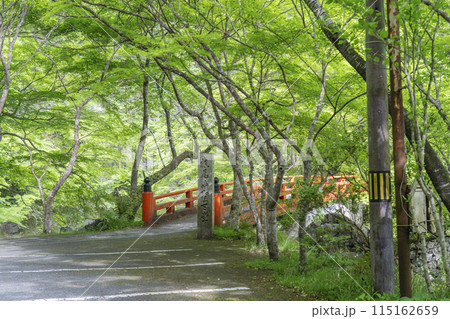 新緑の京都 西明寺参道 清滝川にかかる指月橋 新緑の京都 西明寺参道 清滝川にかかる指月橋 115162659