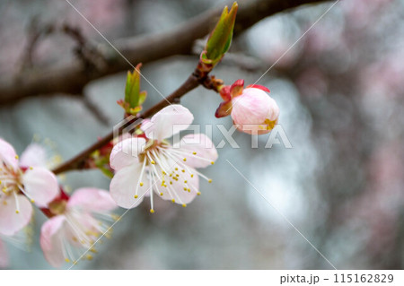Beautiful Pink Sakura flowers, cherry blossom during springtime against blue sky Beautiful Pink Sakura flowers, cherry blossom during springtime against blue sky 115162829