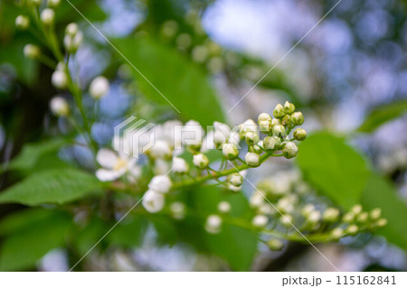 Beautiful Pink Sakura flowers, cherry blossom during springtime against blue sky 115162841