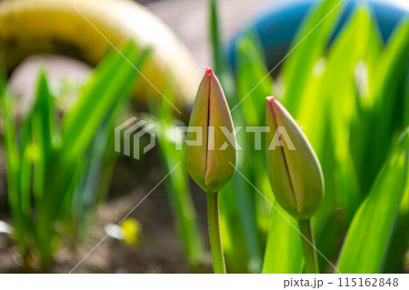 Spring Tulips in bloom with red and green colors 115162848