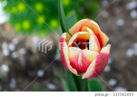 Spring Tulips in bloom with red and green colors Spring Tulips in bloom with red and green colors 115162855