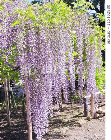 満開の藤の花の長い花房 115162980