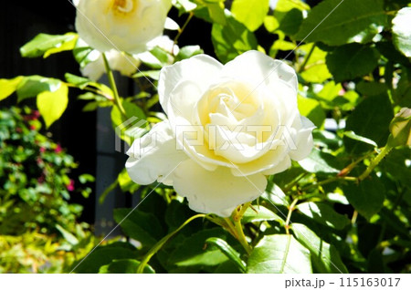 白い薔薇 115163017