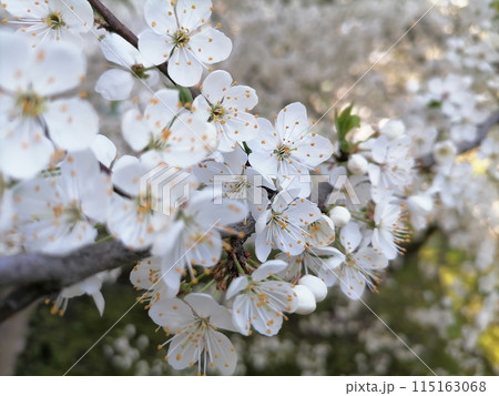Cherry Blossom or apricot in a morning Sunlight 115163068
