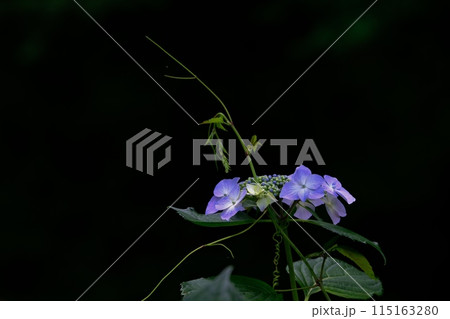 梅雨の季節を彩る紫陽花の花　薬師池公園 115163280