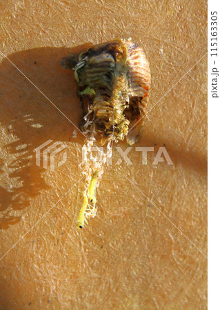 カマキリの孵化 115163305