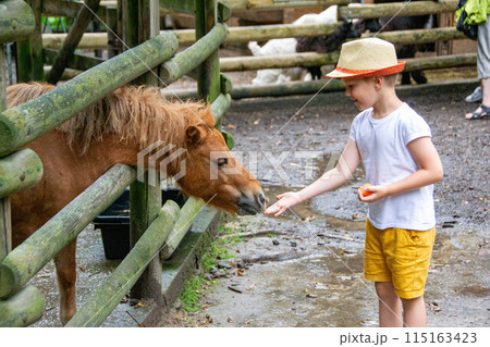 little boy with care feeds the pony Environmentally friendly product on the farm little boy with care feeds the pony Environmentally friendly product on the farm 115163423