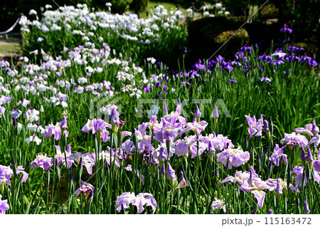 水月公園　花菖蒲の風景 115163472
