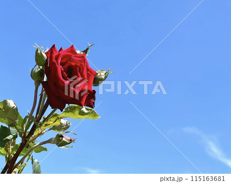 真紅の薔薇 115163681
