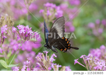 カラスアゲハ カラスアゲハ 115163693