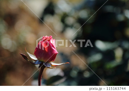 荒尾市　おもやい市民花壇　バラの花、 115163744