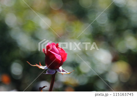 荒尾市　おもやい市民花壇　バラの花、 115163745