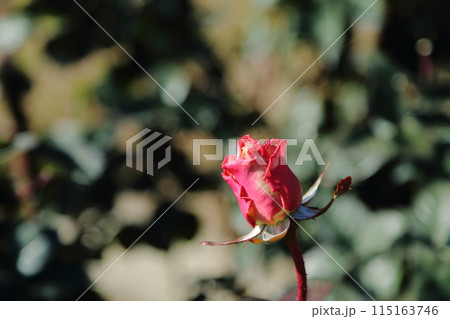 荒尾市　おもやい市民花壇　バラの花、 115163746