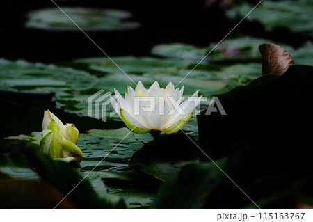 涼しげな雰囲気を醸し出すスイレンの花　薬師池公園 115163767