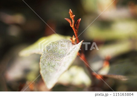 ナワシログミの新葉 115163804