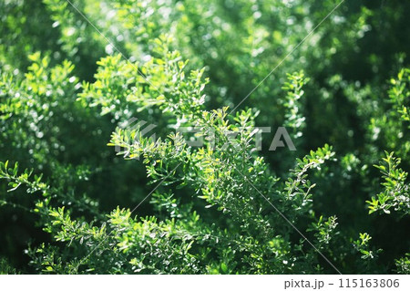 冬でも綺麗なヒメエニシダの葉 冬でも綺麗なヒメエニシダの葉 115163806
