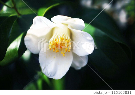 白い藪椿の花 115163831