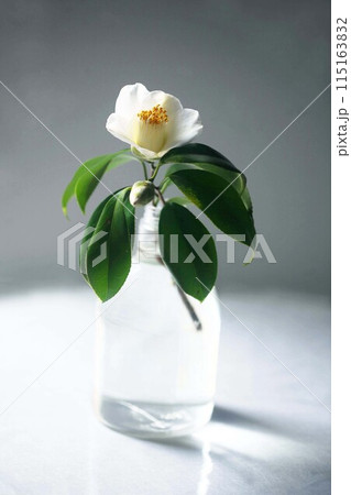 ヤブツバキの白い花 ヤブツバキの白い花 115163832