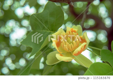 花芯が見えるユリノキの花と葉をクローズアップ/モクレン科 花芯が見えるユリノキの花と葉をクローズアップ/モクレン科 115163870