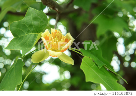 花芯が見えるユリノキの花と葉／モクレン科 115163872