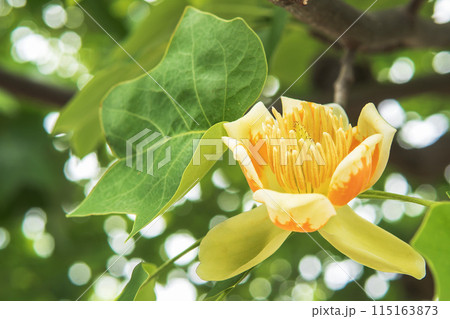 タマボケを背景に花芯が見えるユリノキの花／モクレン科 115163873