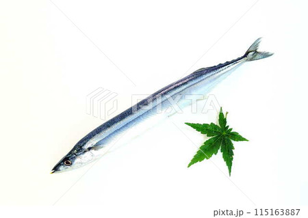 サンマ 秋刀魚 さんま サンマ 秋刀魚 さんま 115163887