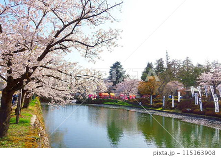 満開の桜 花筏 松が岬公園 さくら サクラ ソメイヨシノ 満開の桜 花筏 松が岬公園 さくら サクラ ソメイヨシノ 115163908