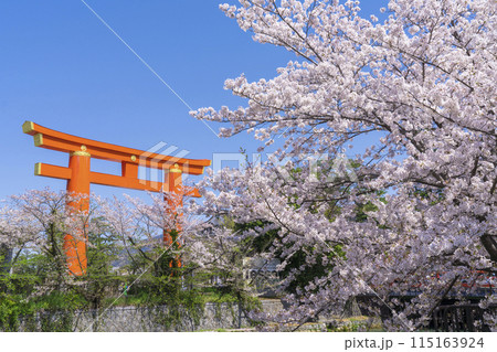 京都 平安神宮の大鳥居と桜 京都 平安神宮の大鳥居と桜 115163924